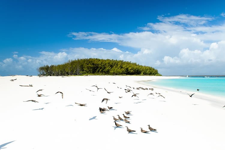 Pungume Island Tour