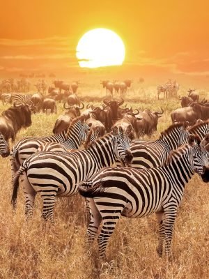 Serengeti-National-Park-zebra-and-wildebeest