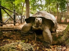 Zanzibar_Prison_Island_Aldabra_Giant_Tortoise_02